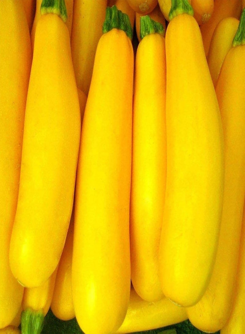 جي جوت 50 قطعة/حقيبة من بذور الكوسة الصفراء سهلة النمو، حديقة صغيرة لذيذة للخضراوات، زين حديقتك ببذور الكوسة - Image 2