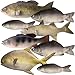 Blueweenly 8 Pcs Fake Fish Artificial Fish Toy 6 Types Lifelike Stuffed Pretend Realistic Sea Fishes Models for Photography Props Party Favor Display Kitchen Decor - Image 2