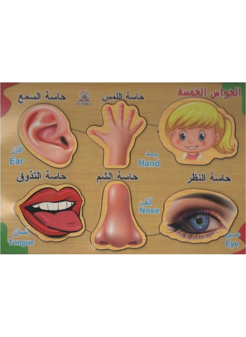 Toys Wooden Panel The Five Senses With A White Board At The Back  - Image 1