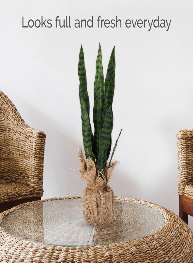 Elements Snake Plant in a Burlap Wrap Pot for Bathroom Farmhouse Faux Greenery Tabletop Centerpiece Mantel Office Desk Kitchen Décor, 24 inches - Image 4
