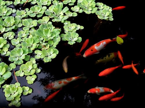 Danner شركة دانر للتصنيع، فلتر بركة الحديقة بوندماستر 1000، 02211 - Image 4