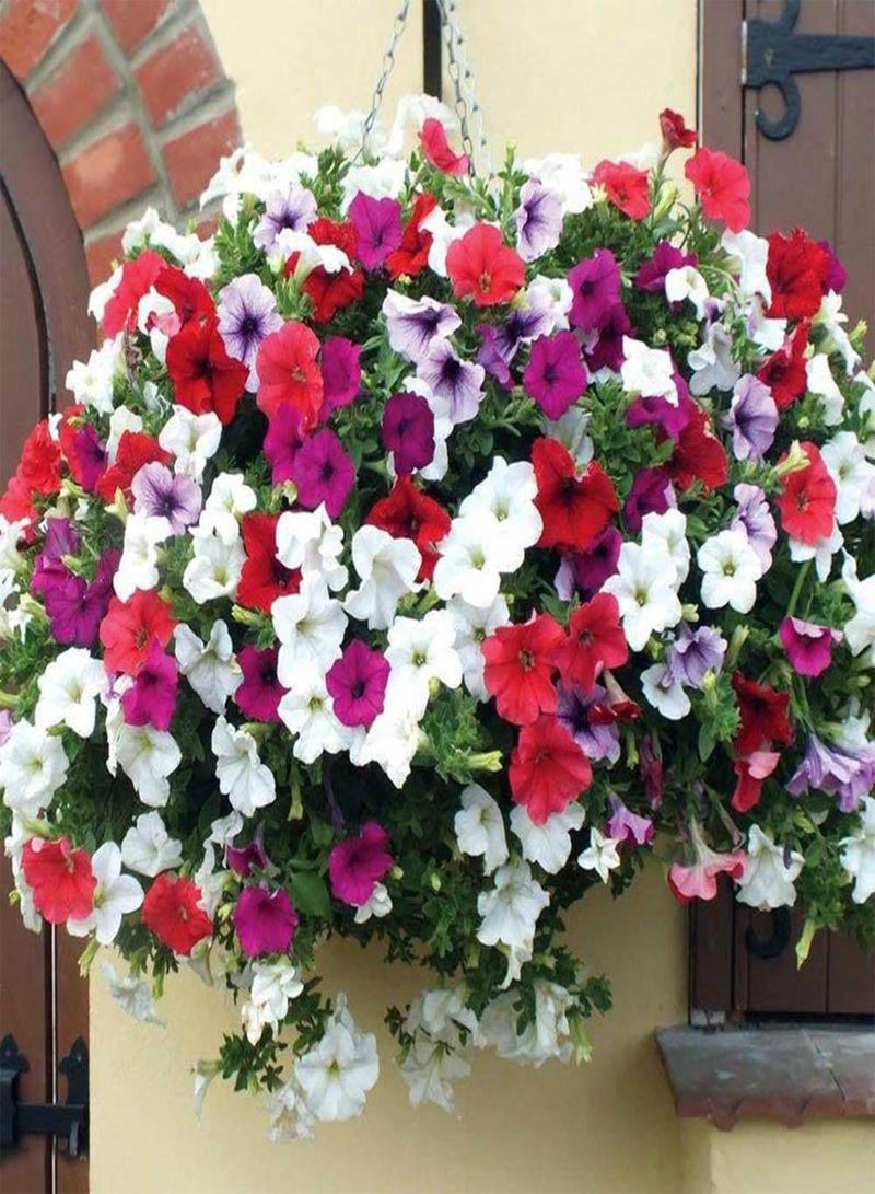 GGOOT Megei- 20/Pack Heirloom Hanging Petunia Mixed  Color Waves Hanging Basket Petunia Beautiful Flowers Light up Your Garden