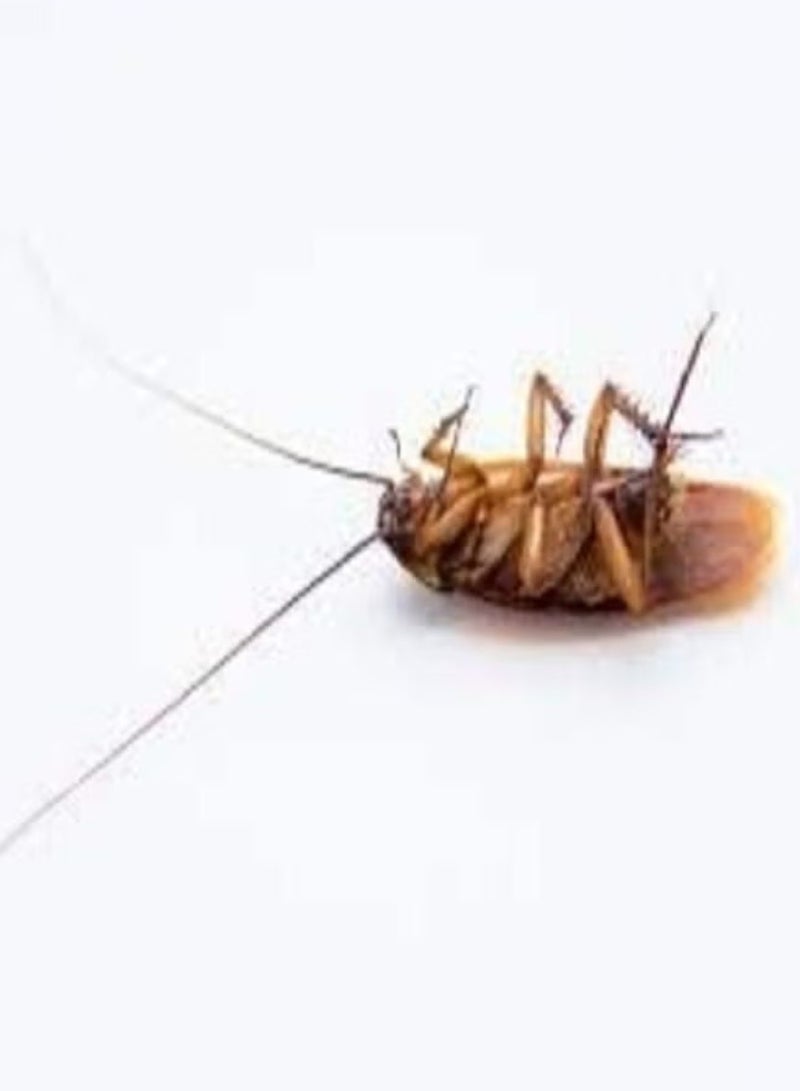 3 Pack Highly Effective Cockroach Killer Bait Powder 3×6g - Image 4