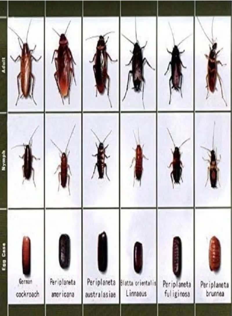 3 Pack Highly Effective Cockroach Killer Bait Powder 3×6g - Image 5