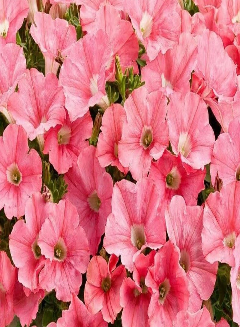 GGOOT 1 Pack of 200 SEEEDS Petunia Nana compacta Salmon Coral