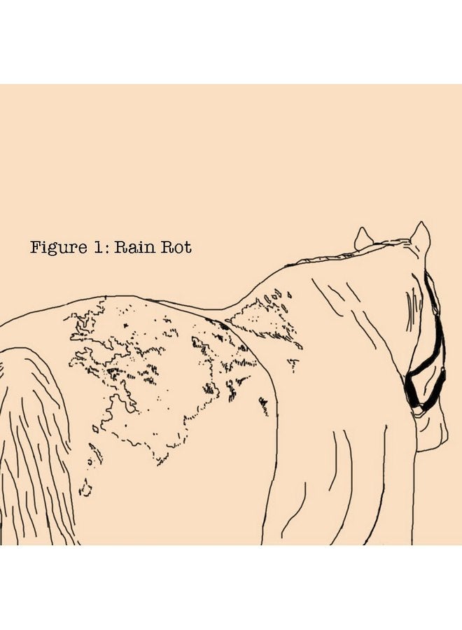 Absorbine 430440 20 oz Fungasol Shampoo - Image 5