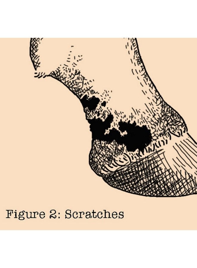 Absorbine 430440 20 oz Fungasol Shampoo - Image 4