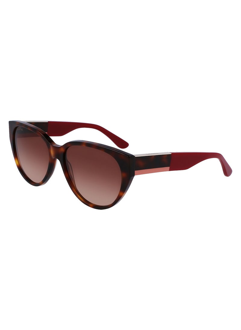 LACOSTE نظارة شمسية Lacoste Suns L985S 5916 (240) بإطار كامل من الأسيتات البيضاوي بلون السلحفاة - Image 1