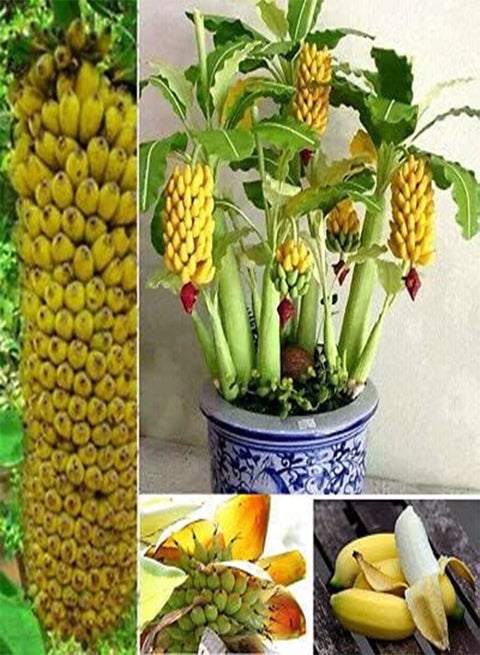Green Money Tree Seeds For Planting - 100 Pcs