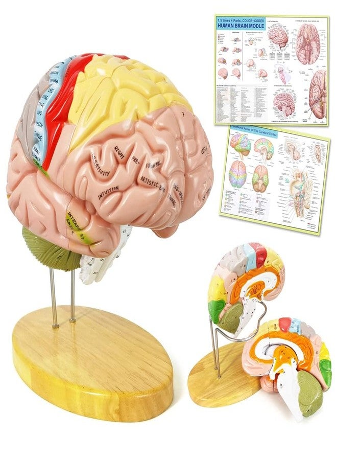 EVOTECH SCIENTIFIC Human Brain Model for Neuroscience, 4 Parts 1.5X Color-Coded Anatomy Brain Model Show Functional Areas of Cerebral Cortex with Base Manual for Medical Education Study Display - Image 1