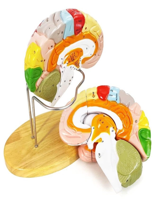 EVOTECH SCIENTIFIC Human Brain Model for Neuroscience, 4 Parts 1.5X Color-Coded Anatomy Brain Model Show Functional Areas of Cerebral Cortex with Base Manual for Medical Education Study Display - Image 2