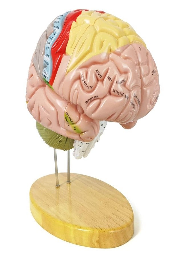 EVOTECH SCIENTIFIC Human Brain Model for Neuroscience, 4 Parts 1.5X Color-Coded Anatomy Brain Model Show Functional Areas of Cerebral Cortex with Base Manual for Medical Education Study Display - Image 3