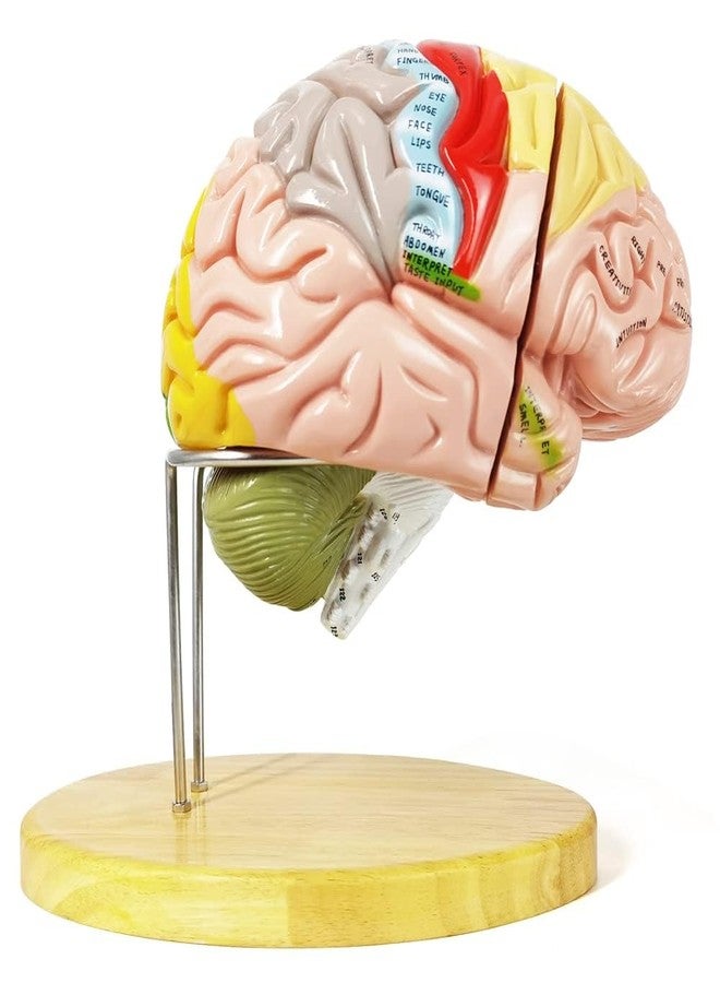 EVOTECH SCIENTIFIC Human Brain Model for Neuroscience, 4 Parts 1.5X Color-Coded Anatomy Brain Model Show Functional Areas of Cerebral Cortex with Base Manual for Medical Education Study Display - Image 4