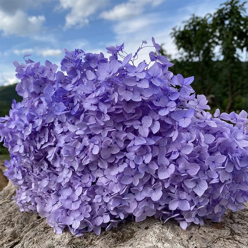 Bluejw Real Touch Dried Flowers Bouquet with Preserved Hydrangea – Natural Dried Plants for Wedding & Home Decoration - Image 1