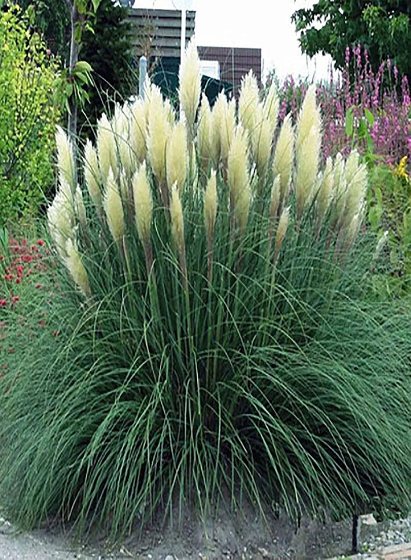 جي جوت بذور عشب البامباس، نباتات برية محبة للضوء، مقاومة للبرد، منتجة، رائعة للحديقة والحديقة، 500 قطعة/كيس - بذور عشب البامباس وردية اللون - Image 5