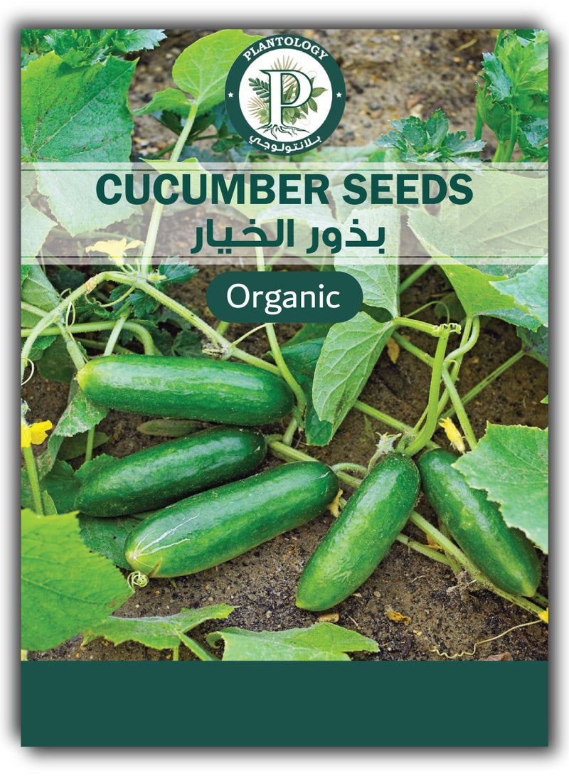 بذور خيار للزراعة - بذور خضروات الخيار - Image 1