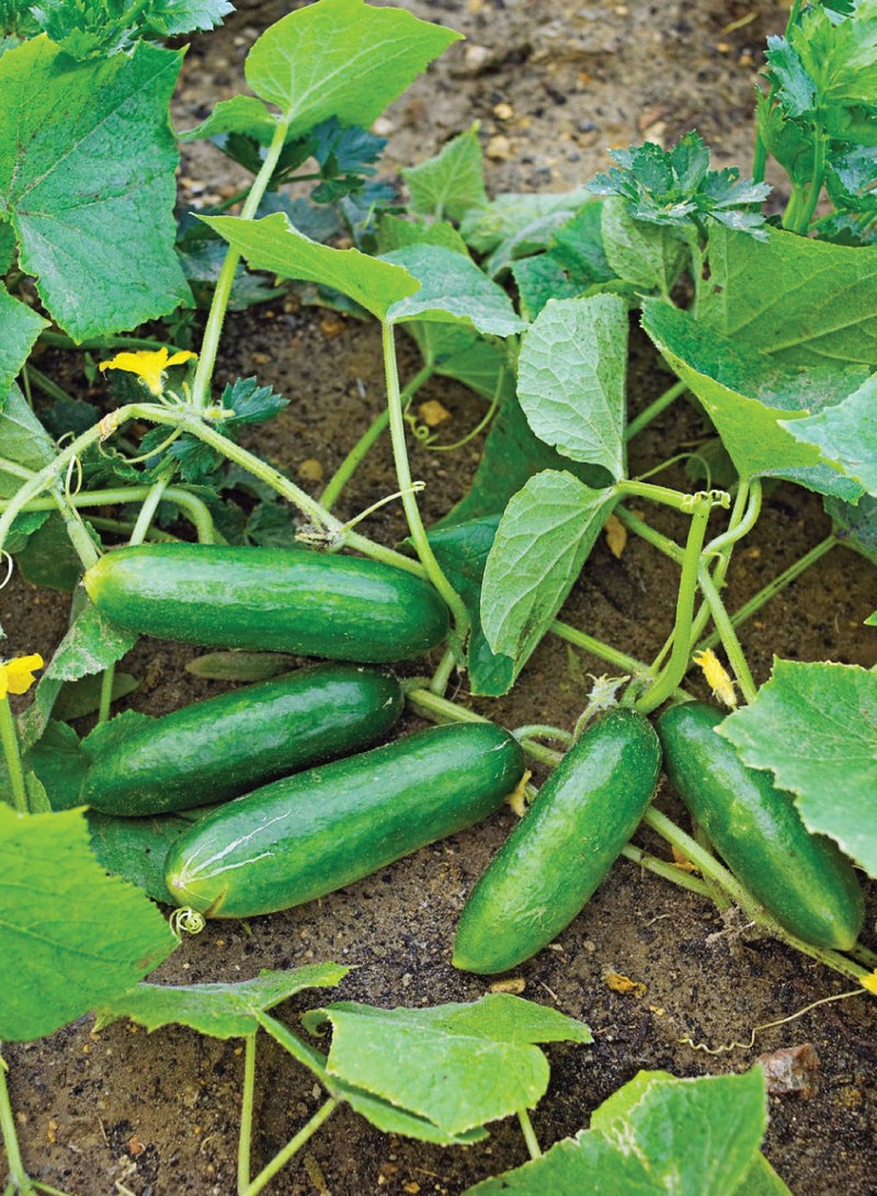 بذور خيار للزراعة - بذور خضروات الخيار - Image 2