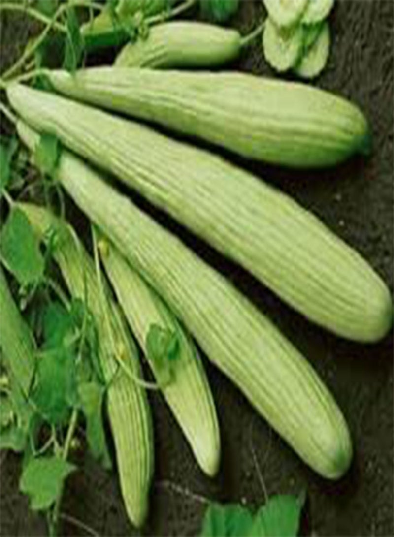 GGOOT Cucumber BURPLESS Armenian Yard Long Cucumis Melo - 100 Bulk (PKD) Seeds
