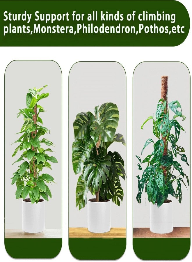 PLANTPOLEX Moss Pole - Image 5