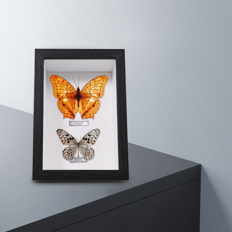 2PCS Wood Box Picture Frame Specimen Collection Box DIY Display Box for Butterfly Specimen Dried Flower Press Plant Display Wall Desk - Image 2