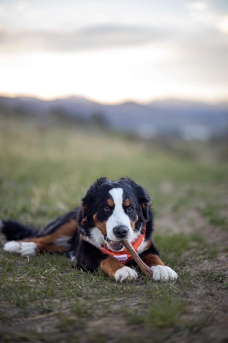 Nylabone Healthy Edibles Chicken Flavor Chew Treats for Dogs - Souper Size - Image 2