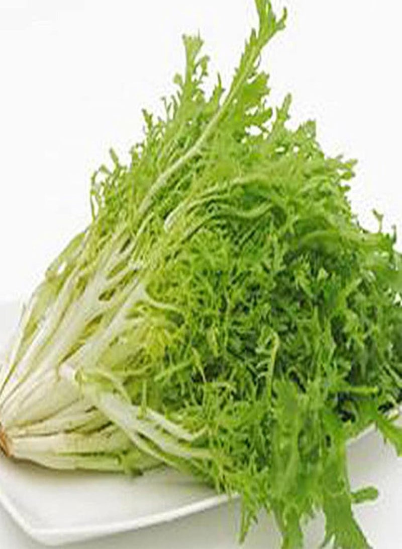 GGOOT Endive Seeds,500Pcs/Bag Endive Seeds Curled Frisee Lettuce Plants Green Sowthistle Vegetable Seeds for Garden Seeds - Image 5