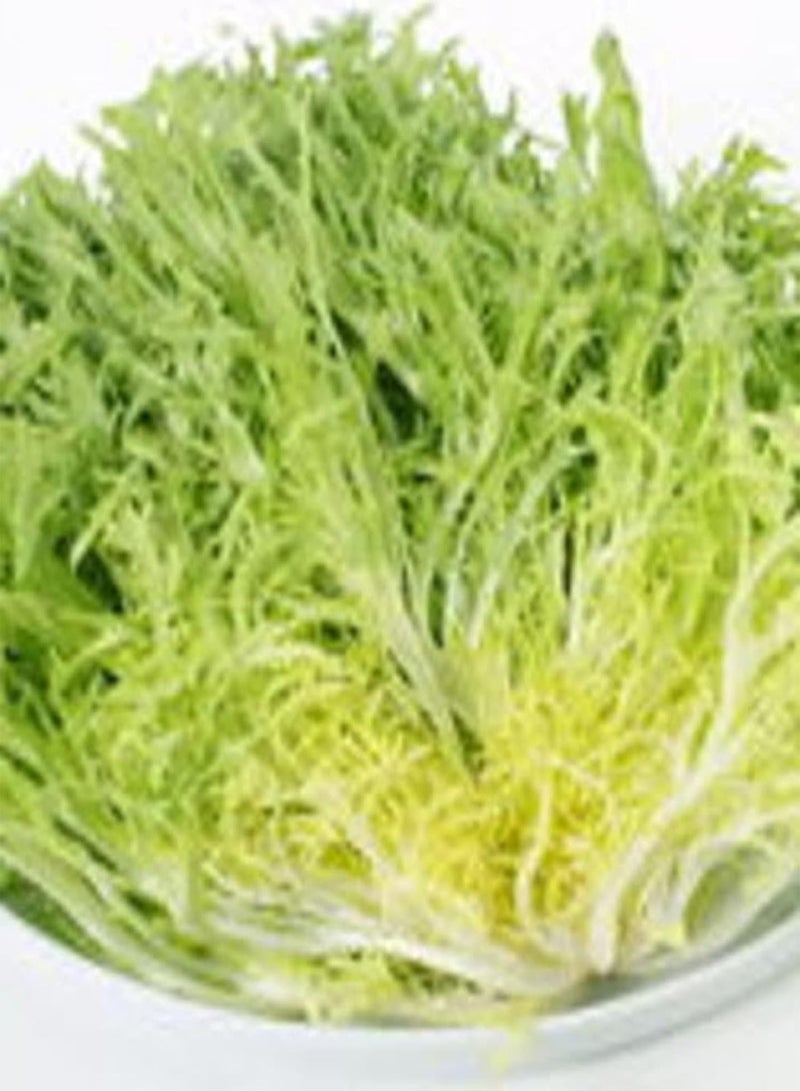 GGOOT Endive Seeds,500Pcs/Bag Endive Seeds Curled Frisee Lettuce Plants Green Sowthistle Vegetable Seeds for Garden Seeds - Image 3