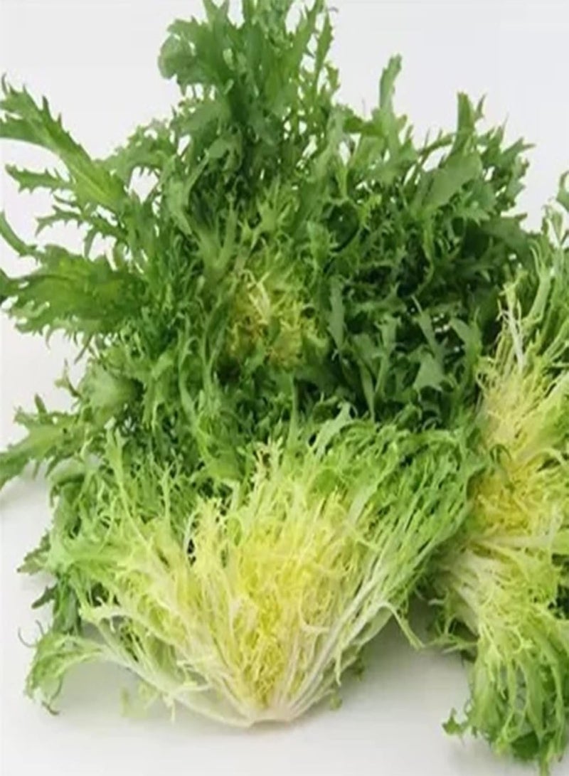 GGOOT Endive Seeds,500Pcs/Bag Endive Seeds Curled Frisee Lettuce Plants Green Sowthistle Vegetable Seeds for Garden Seeds - Image 4