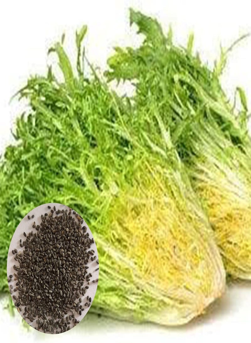GGOOT Endive Seeds,500Pcs/Bag Endive Seeds Curled Frisee Lettuce Plants Green Sowthistle Vegetable Seeds for Garden Seeds - Image 1