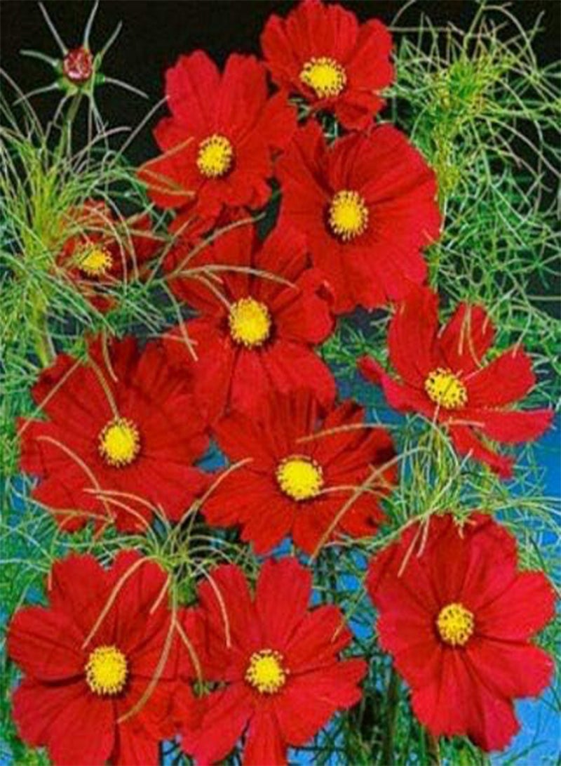 GGOOT Fresh Seeds - Red Cosmos Seeds, Dazzler, Heirloom Cosmos, Non-GMO Seed, Draws Butterflies 50ct