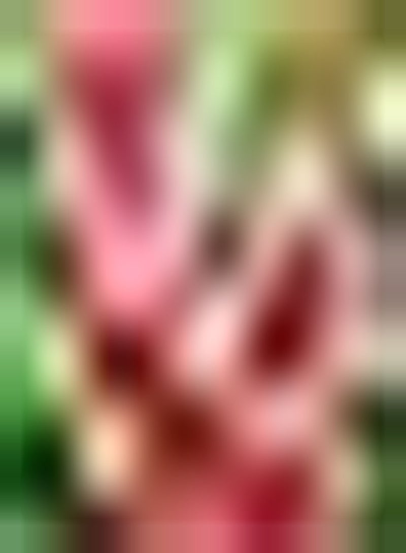 GGOOT 10pcs Roze Gladiolen Bollen Sterk Aanpassingsvermogen Liefde Warme Omgeving Makkelijk te Verzorgen Meerjarige Bloem Geschikt voor Beginners en Tuinders Planten - Image 3