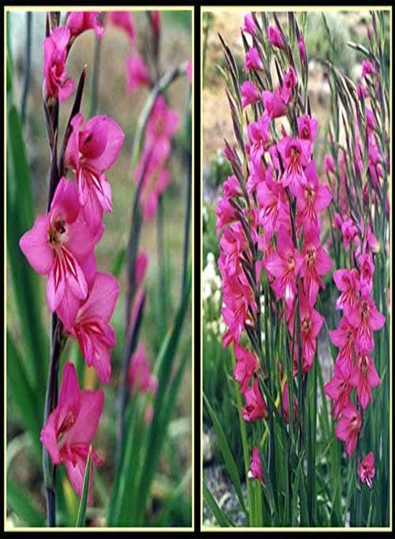 GGOOT 10pcs Roze Gladiolen Bollen Sterk Aanpassingsvermogen Liefde Warme Omgeving Makkelijk te Verzorgen Meerjarige Bloem Geschikt voor Beginners en Tuinders Planten - Image 2