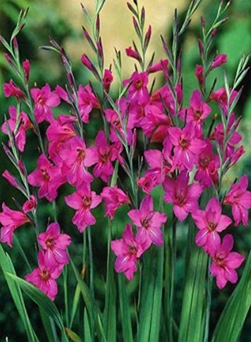 GGOOT 10pcs Roze Gladiolen Bollen Sterk Aanpassingsvermogen Liefde Warme Omgeving Makkelijk te Verzorgen Meerjarige Bloem Geschikt voor Beginners en Tuinders Planten - Image 1