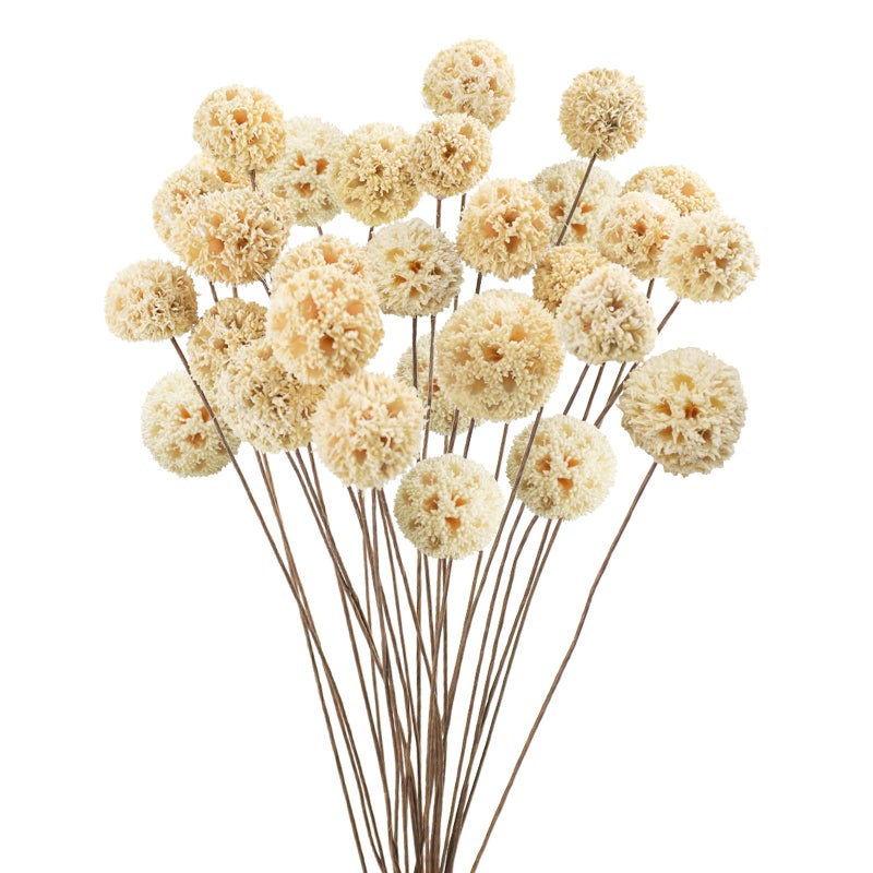 Phliofd 24 PCS Dried Craspedia Billy Balls Flowers 18 Natural Dried Flowers Bouquet for Vase Floral Arrangements Wedding Table Centerpieces Party DIY Home Decor White