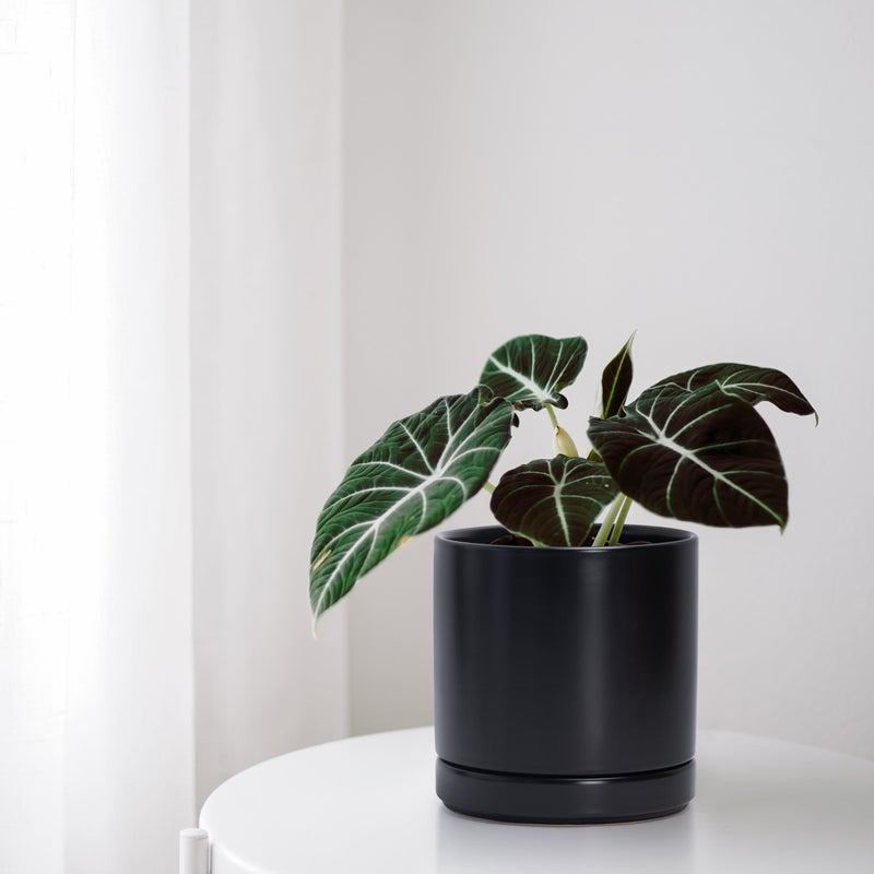 D'vine Dev Set of 2 Plants Pots, 6.5 Inch Ceramic Planter Pot for Plants with Drainage Hole and Saucer, Black, 94-V-C-2 - Image 5
