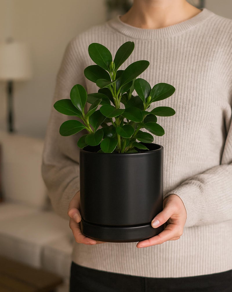 D'vine Dev Set of 2 Plants Pots, 6.5 Inch Ceramic Planter Pot for Plants with Drainage Hole and Saucer, Black, 94-V-C-2 - Image 2