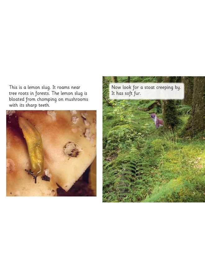 Looking in the Forest: Phase 4 Set 2 Stretch and challenge - Image 2