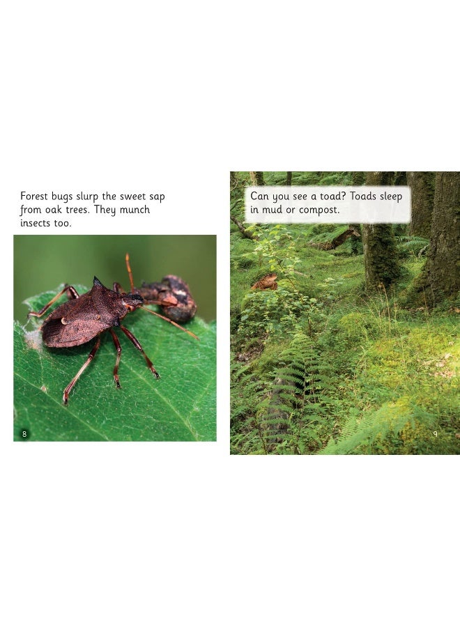 Looking in the Forest: Phase 4 Set 2 Stretch and challenge - Image 4