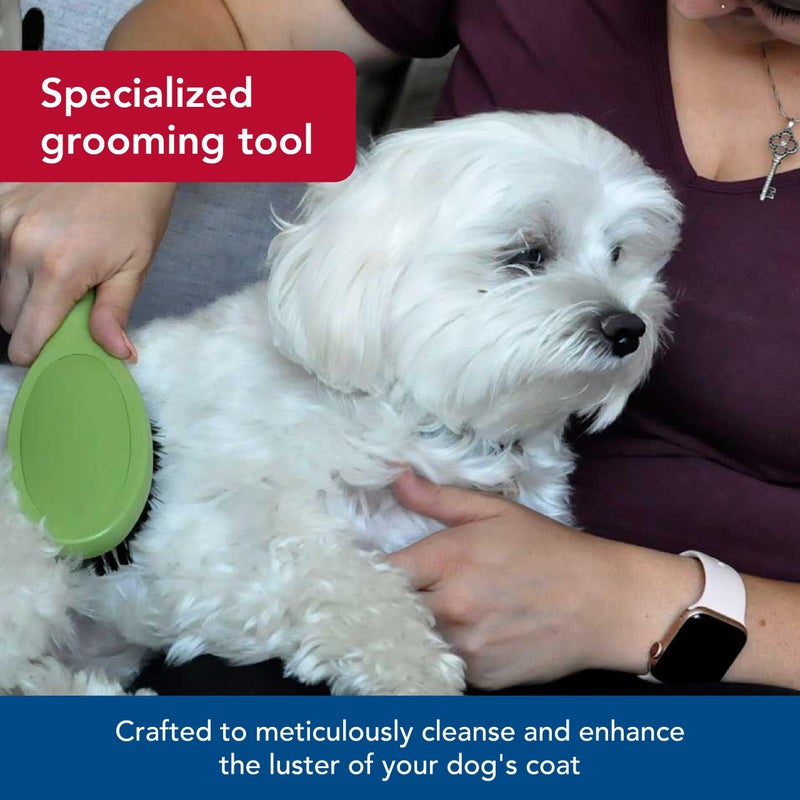 Coastal Safari Bristle Dog Brush - Gentle Grooming Brush for All Coat Types - Removes Dog Hair & Offers Natural Oil Distribution - Small - Image 3