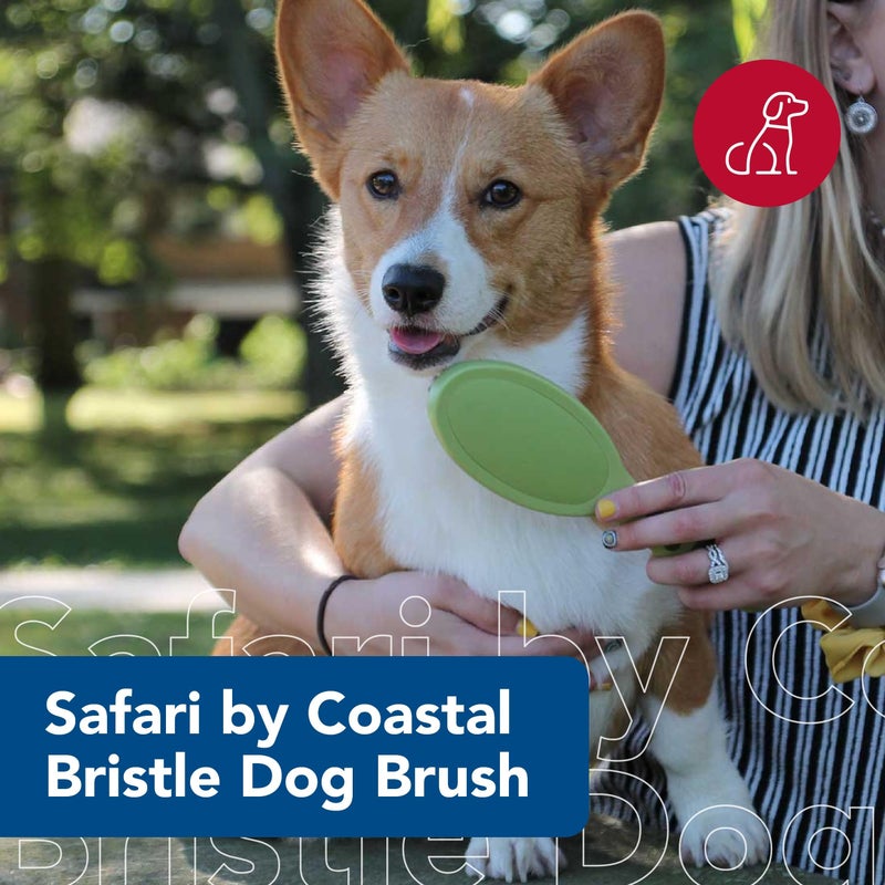 Coastal Safari Bristle Dog Brush - Gentle Grooming Brush for All Coat Types - Removes Dog Hair & Offers Natural Oil Distribution - Small - Image 2