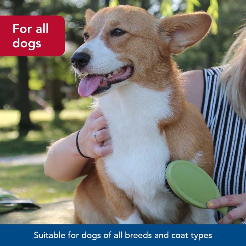 Coastal Safari Bristle Dog Brush - Gentle Grooming Brush for All Coat Types - Removes Dog Hair & Offers Natural Oil Distribution - Small - Image 4