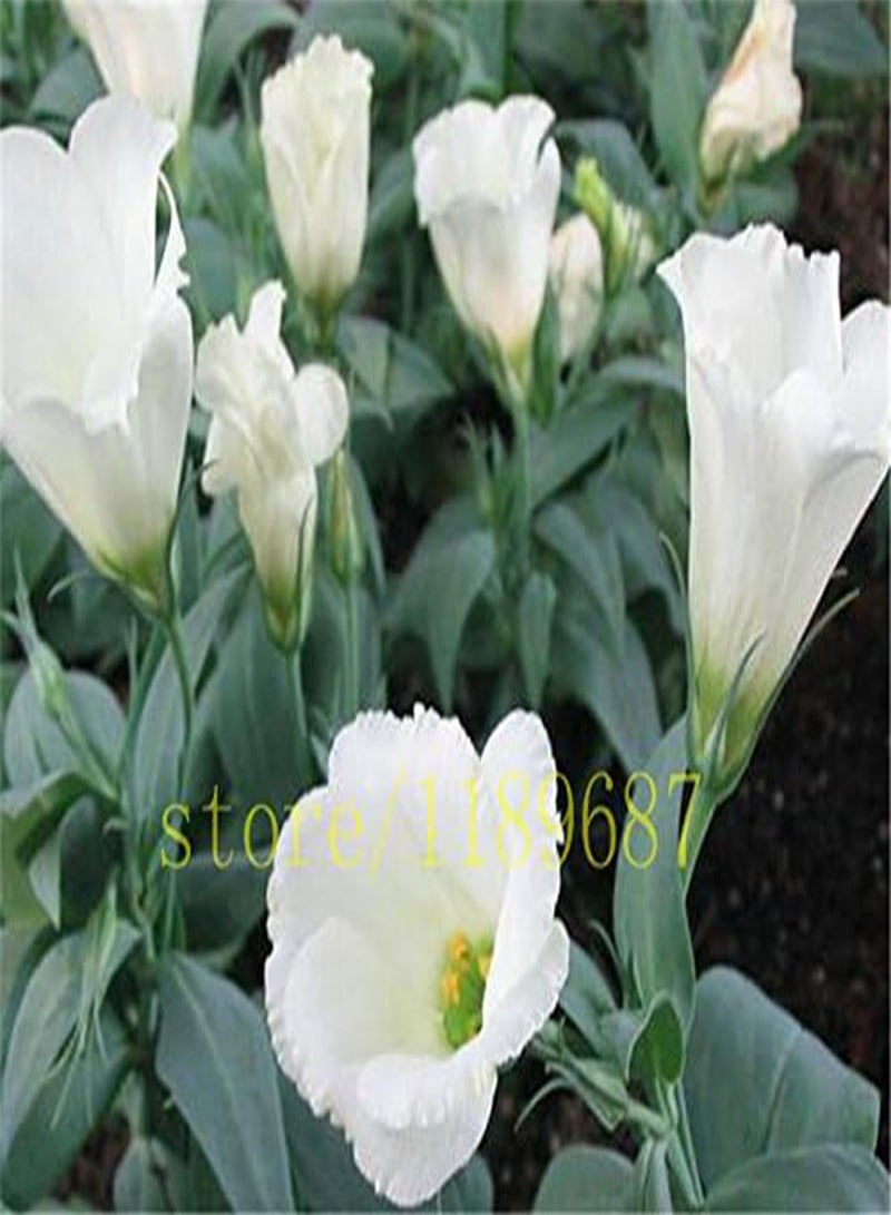 GGOOT Seeds 50 Pieces eustoma Seeds Perennial Flower Plants The Plants in vase Flowers Lisianhus Seeds - Image 3