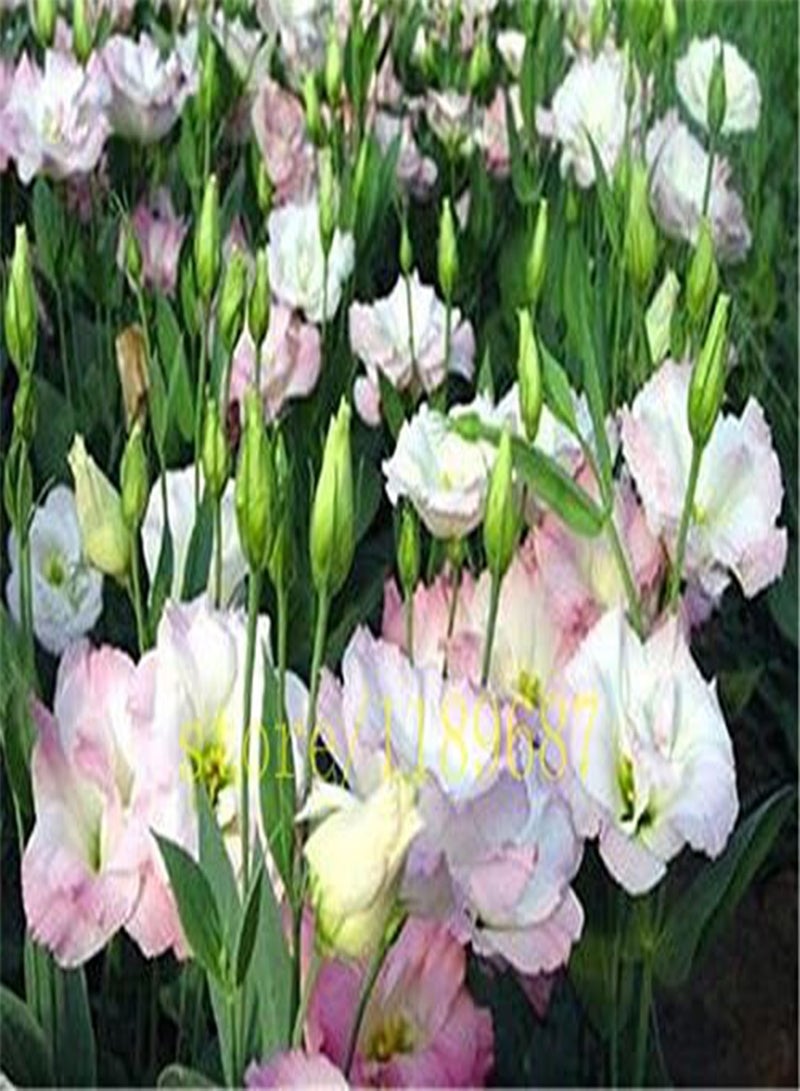 GGOOT Seeds 50 Pieces eustoma Seeds Perennial Flower Plants The Plants in vase Flowers Lisianhus Seeds - Image 2