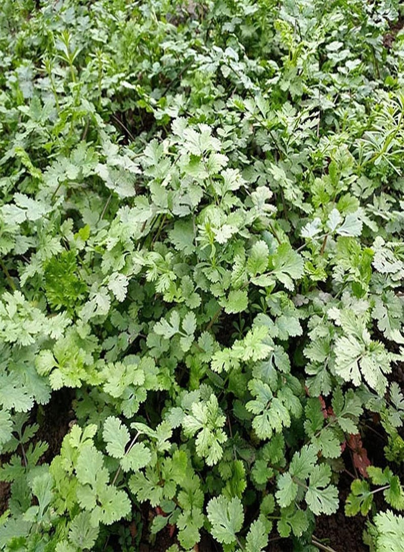 جي جوت 200 قطعة من بذور الكزبرة الخضراء الشائعة المزروعة في الحقل، تنمو بشكل طبيعي ولا تتطلب الكثير من الصيانة - Image 2