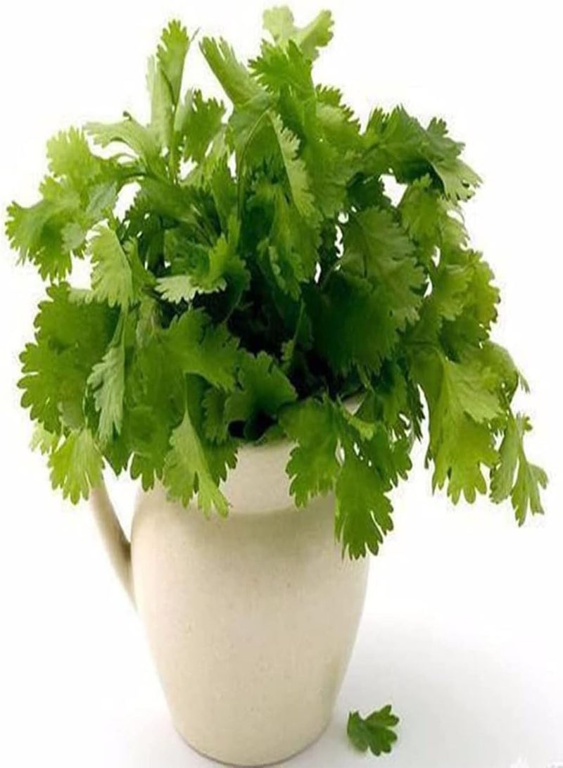 جي جوت 200 قطعة من بذور الكزبرة الخضراء الشائعة المزروعة في الحقل، تنمو بشكل طبيعي ولا تتطلب الكثير من الصيانة - Image 1