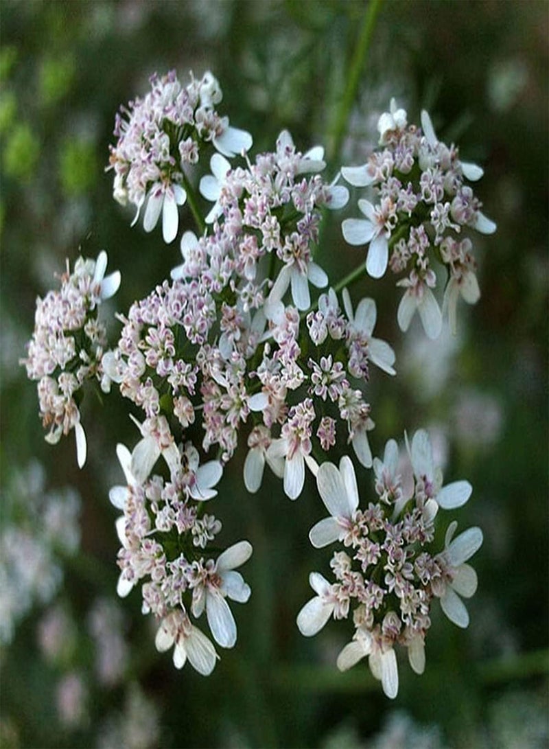 جي جوت 200 قطعة من بذور الكزبرة الخضراء الشائعة المزروعة في الحقل، تنمو بشكل طبيعي ولا تتطلب الكثير من الصيانة - Image 3