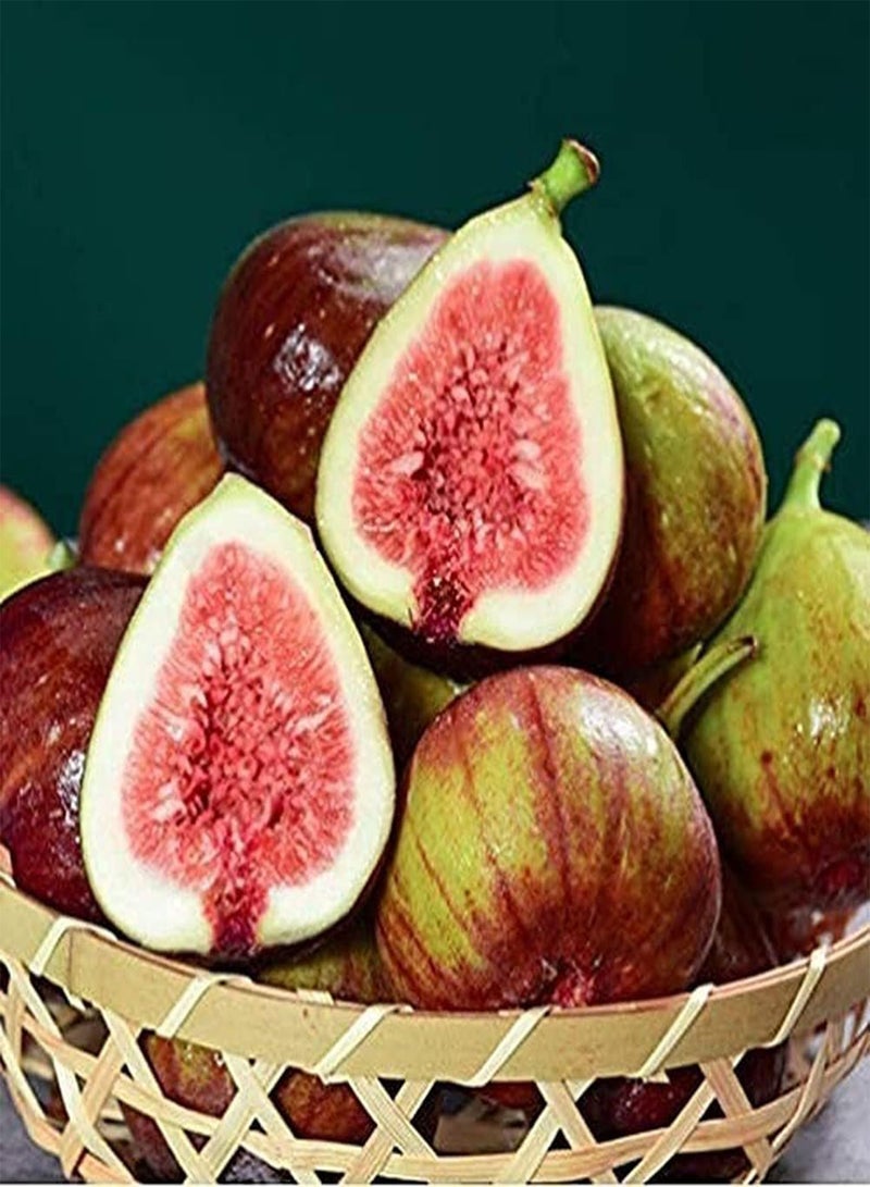 GGOOT 100pcs Fig Seeds Easy-to-Care Non-GMO Heirloom Fruit Seed Popular Fruits for Home Planting Indoor and Outdoor Fruit Trees - Image 1