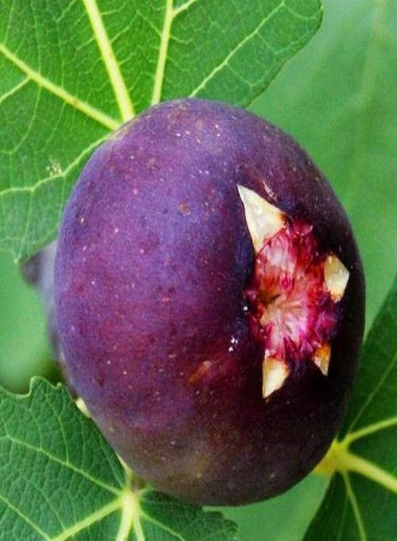 GGOOT 100pcs Fig Seeds Easy-to-Care Non-GMO Heirloom Fruit Seed Popular Fruits for Home Planting Indoor and Outdoor Fruit Trees - Image 2