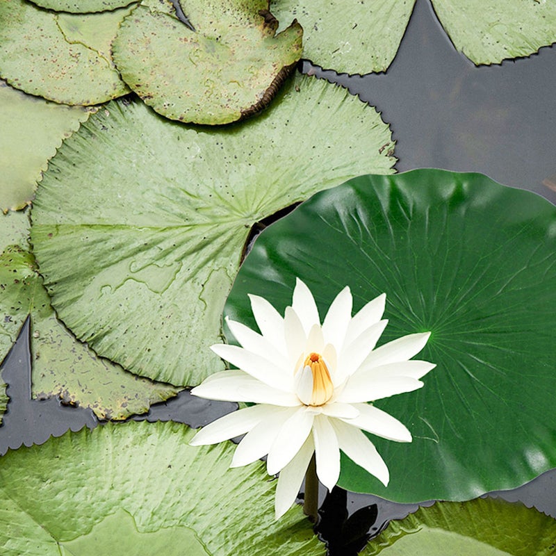 2pcs Artificial -Leaves Garden Fountain Simulation Leaf Fishpond -Leaf - Image 4
