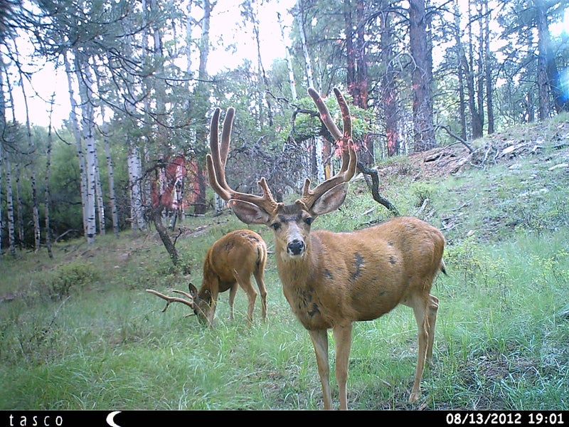 Tasco 12MP Trail Camera with Low Glow Infrared Flash - Image 2